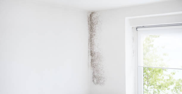 Best Residential Mold Inspection & Testing  in Marriott Slaterville, UT