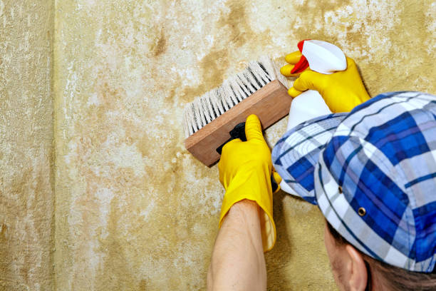 Best Water Damage & Mold Remediation  in Marriott Slaterville, UT