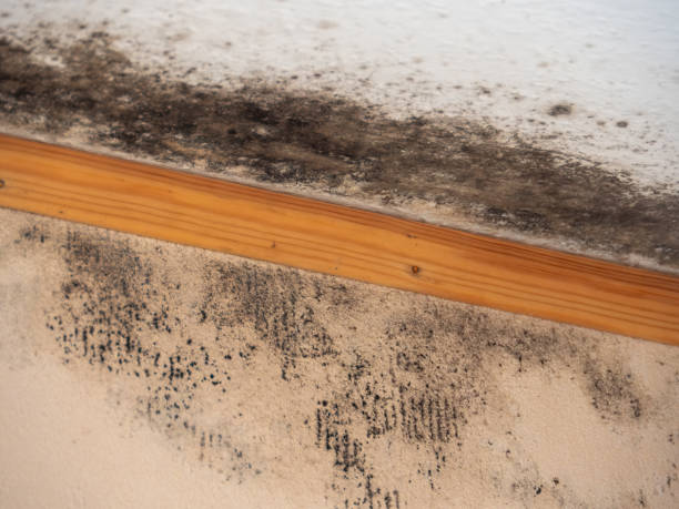 Mold Documentation for Insurance Claims in Marriott Slaterville, UT