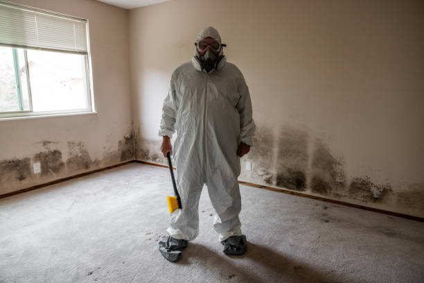 Best Attic Mold Removal  in Marriott Slaterville, UT