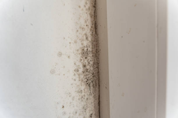 Best Mold Documentation for Insurance Claims  in Marriott Slaterville, UT