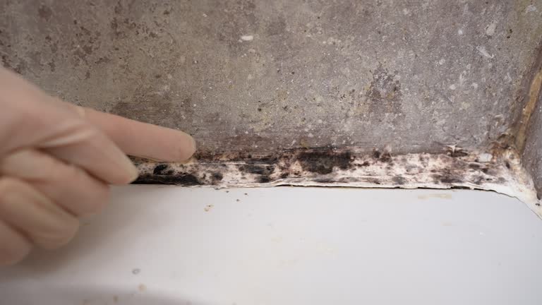 Best Biohazard Mold Removal  in Marriott Slaterville, UT